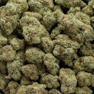 Buy Amnesia Haze Cannabis Strain – Premium Sativa with Fast Delivery Across Europe & the UK