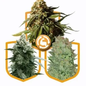 Buy Autoflowering Strong Feminized Cannabis Seeds in the Netherlands – High-Yield Seeds with Fast Delivery Across Europe & the UK
