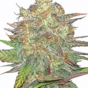 Text: Buy Gelato Weed Seeds in the Netherlands – High-THC Feminized Cannabis Seeds with Fast Delivery Across Europe & the UK