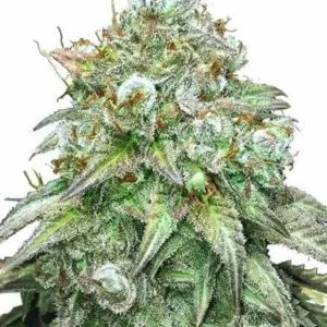 Buy Godfather OG Feminized Cannabis Seeds in the Netherlands – High-THC Indica Seeds with Fast Delivery Across Europe & the UK