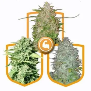 Buy Super Strong Cannabis Seed Pack in the Netherlands – High-THC Feminized Seeds with Fast Delivery Across Europe & the UK