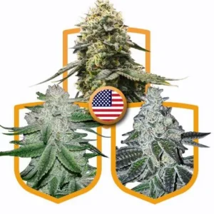 "Buy USA Mega Cannabis Seed Pack Online - Premium Cannabis Seeds for Sale in Amsterdam, Europe"