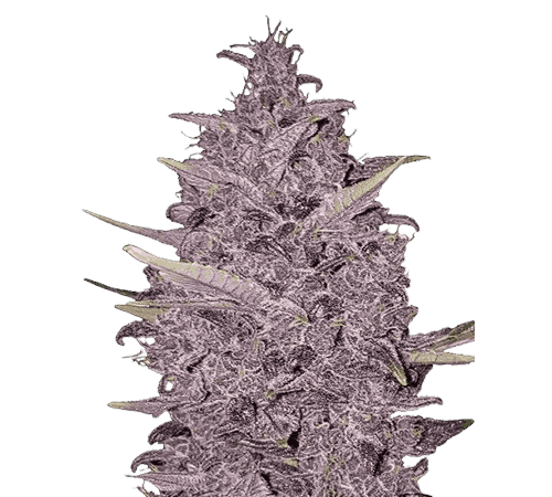 Buy Kushberry Moonrocks Feminized Weed Seeds in the Netherlands – High-THC Hybrid with Fast Delivery Across Europe & the UK